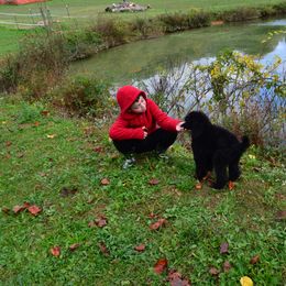 Poodle Puppies from D and D Standard Poodles