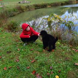 Poodle Puppies from D and D Standard Poodles