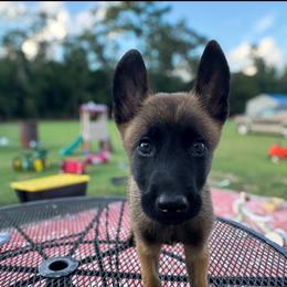 Blue Collar - Fawn male Belgian Malinois puppy in Nashville, North Carolina from Kings K9 Kennel & Training, LLC