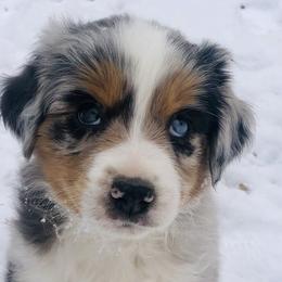 Miniature Australian Shepherds from Yampa Valley Aussies