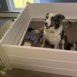 Border Collie Puppies from Janese's Border Collies