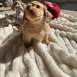 Ozzy - Cream male Dachshund puppy in San Diego, California from Enchantables