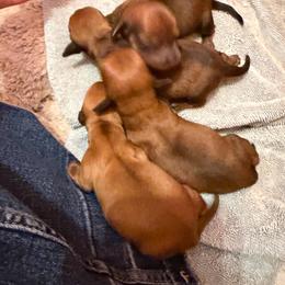 Alexis - Sable female Dachshund puppy in Madisonville, Texas from Little B’s Dachshund Farm