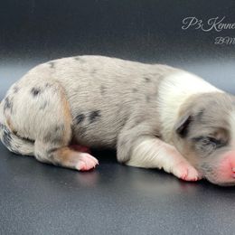 Miniature Australian Shepherd and Toy Australian Shepherd Puppies from P3 Toy and Miniature Australian Shepherd’s