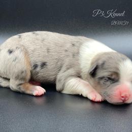 Miniature Australian Shepherd and Toy Australian Shepherd Puppies from P3 Toy and Miniature Australian Shepherd’s