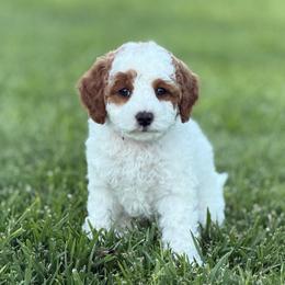 Ivy - Blenheim female Cavapoo puppy in Ivins, Utah from Taylia's Cavapoos