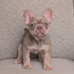Hartley - Blue fawn male French Bulldog puppy in Melba, Idaho from Frost's French Bulldogs