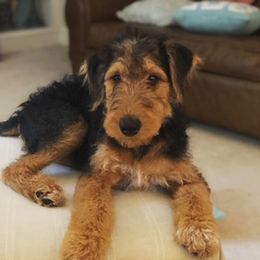 Airedale Terrier Puppies from Lynaire Kennels