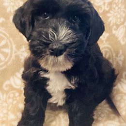 Miniature Schnauzer Puppies from Stellar Schnauzers