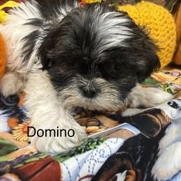 Domino - Black and white male Shih Tzu puppy in Conway, Missouri from Hillside Loop Kennel LLC