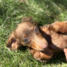 KitKat - Isabella and tan - Fawn (isabella) and tan female Dachshund puppy in Springfield, Ohio from LUXEYPUPS