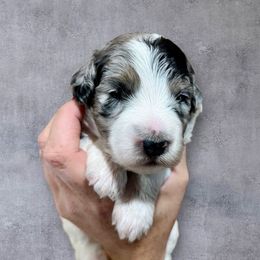 Cascade - Blue merle female Aussiedoodle puppy in Clarkston, Washington from Aussiedoodle palace