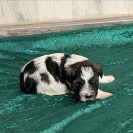 Alabama - Parti male Miniature Schnauzer puppy in Lufkin, Texas from Texas Lil Cowdogs
