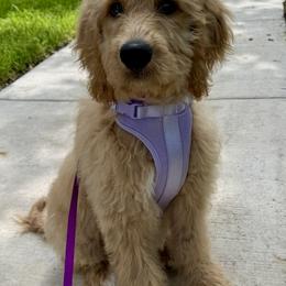 Bernedoodle and Goldendoodle All Grown Up from Gracie's Goldendoodles and Bernedoodles