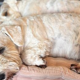 Sealyham Terriers from Jenny Voss
