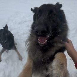 SVV'S RIESE ROCKY - Sable German Shepherd puppy in Little Rock, Arkansas from Strahl Von Valor Shepherds