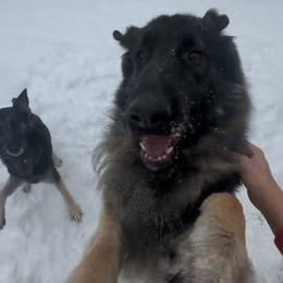 SVV'S RIESE ROCKY - Sable German Shepherd puppy in Little Rock, Arkansas from Strahl Von Valor Shepherds