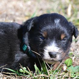 DiamondR Sven - Black Tri Male - Black tri male Miniature Australian Shepherd puppy in Gravette, Arkansas from DiamondR Mini Aussies @ DiamondR Farm & Kennel