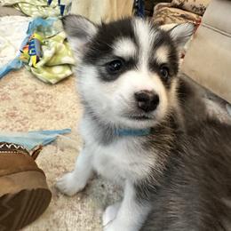 Girl blue collar - Black and white female Pomsky puppy in Leesburg, Virginia from Capital Pomsky