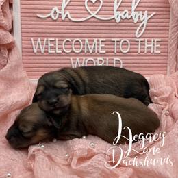 Dachshund Puppies from Legacy Lane Dachshunds