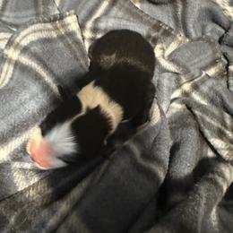 Miniature American Shepherd Puppies from Bond’s MAS