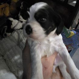 Archie - Black white and tan male Cocker Spaniel puppy in Midlothian, Virginia from Swift Creek Cocker Spaniels