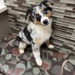 Australian Shepherd Puppies from Copper Top Aussies