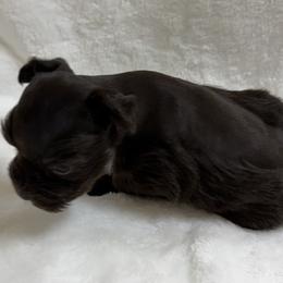 Small Liver Male - Liver male Miniature Schnauzer puppy in San Augustine, Texas from My Little Schnauzer Pals