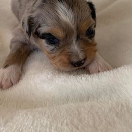 Toy Australian Shepherd Puppies from Pairadice puppies