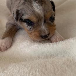 Toy Australian Shepherd Puppies from Pairadice puppies