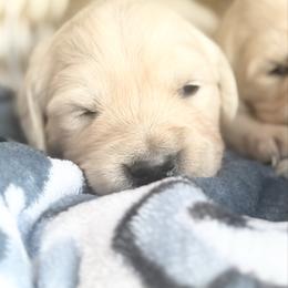Grand Prix - Light golden male Golden Retriever puppy in Watkins, Colorado from Brightside Goldens