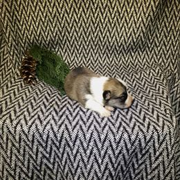 Girl 3 - Sable female Pembroke Welsh Corgi puppy in Narvon, Pennsylvania from Corgi Companions (license number 18998)