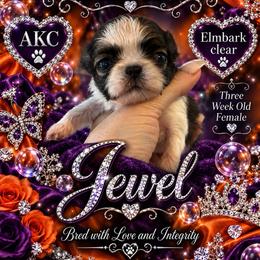 Jewel - Brindle and white female Shih Tzu puppy in Dallas, Texas from Almost Heaven Shih Tzu