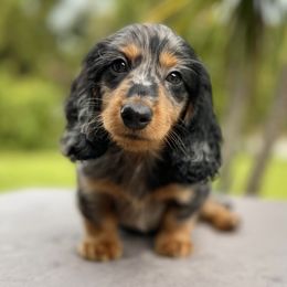 Female 1 - Black and tan Dachshund puppy in North Port, Florida from Jessica Louise Dachshunds