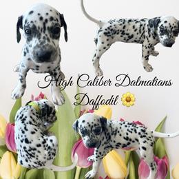Daffodil/ yellow girl - White and black Dalmatian puppy in Pocatello, Idaho from High Caliber Dalmatians