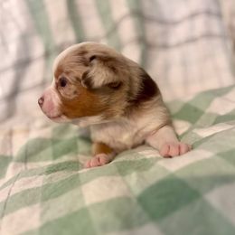 Copper - Red merle male Toy Australian Shepherd puppy in Princeton, Louisiana from Legacy Hill Aussies