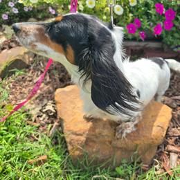 Amelia - Dachshund