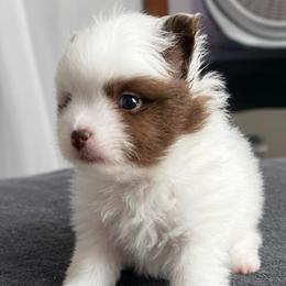 Woody - White male Pomeranian puppy in Mc Henry, Illinois from Pomeranians