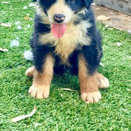 Tri male - Black tri male Miniature Australian Shepherd puppy in Lemon Cove, California from Magic Ranch Mini Aussies
