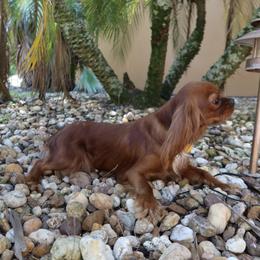 AKC Liberty - Cavalier King Charles Spaniel