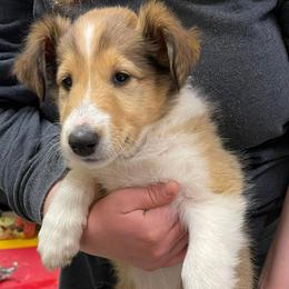 Collies from Landeria Farm