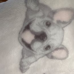 Holly - Blue female French Bulldog puppy in Loganville, Georgia from Diamond In The Ruff