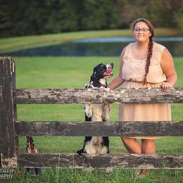 Collie and English Springer Spaniel All Grown Up from Briarcreek