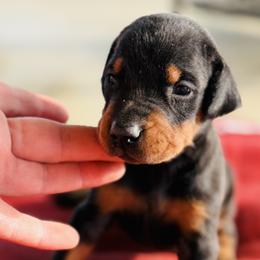 Fendi - Black and rust male Doberman Pinscher puppy in Winchester, Ohio from 32 Farms