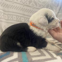 Old English Sheepdog Puppies from Yadah Sheepdogs