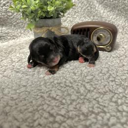 Bernedoodle Puppies from Bechtel’s Bernadoodles