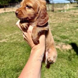 Timmy - Red male Dachshund puppy in West Cleo, Oklahoma from 4L Doxies