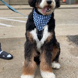 Bernedoodle All Grown Up from Little Fur Friends Bernedoodles