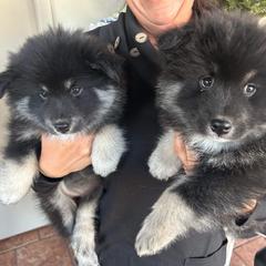 Finnish Lapphund and Leonberger Puppies from Lighthouse Lapphunds and Leos by the Sea