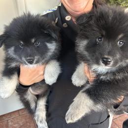 Finnish Lapphund and Leonberger Puppies from Lighthouse Lapphunds and Leos by the Sea